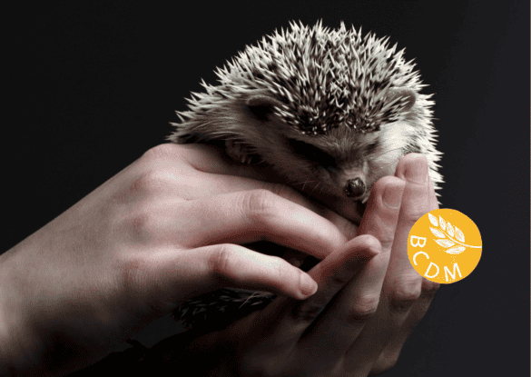 Banner image