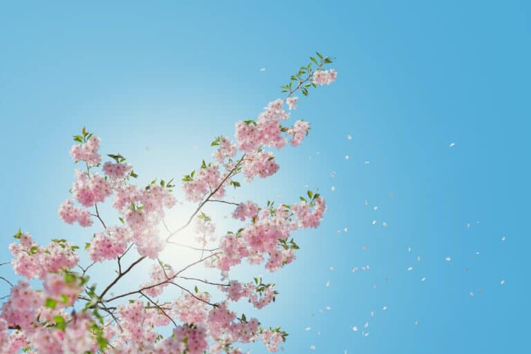 Nurturing vocation